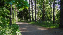 Stig i Rinkebyskogen
